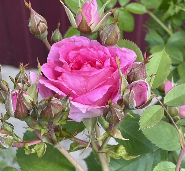 Канадка Девид Томпсон