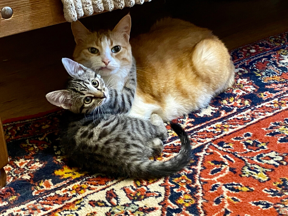 Персик и Мурзилка нежно любят друг друга