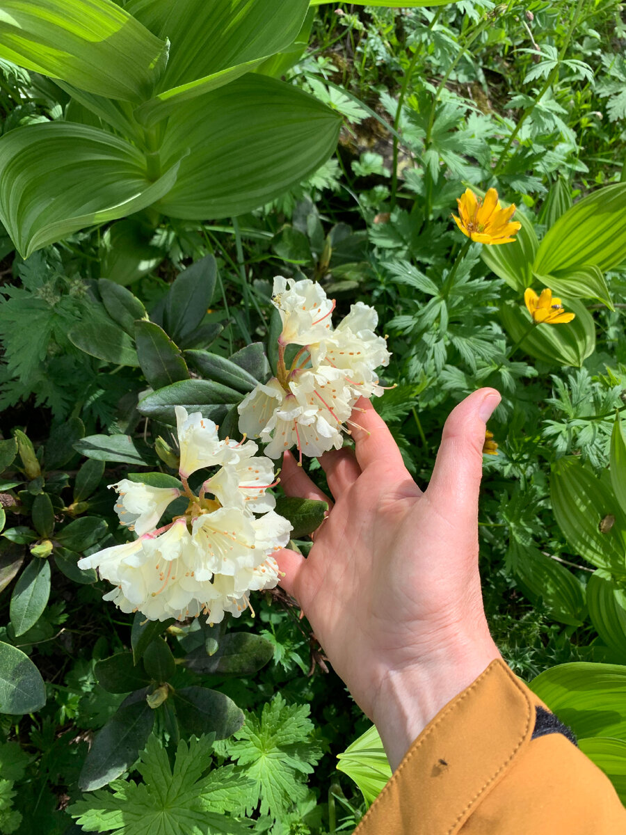 Чай с рододендроном Кавказским | Сад в стиле Paradise | Дзен