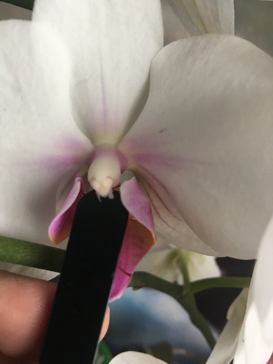 Носик-сердечко отлепить.