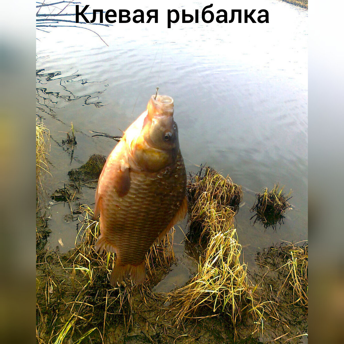 Почему не ловится карась. Почему не ловится карась
