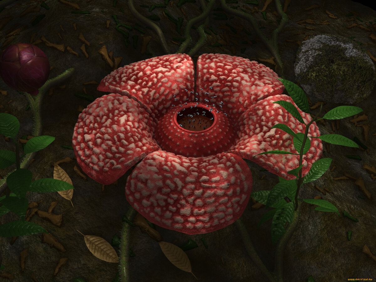         (Rafflesia)    (Rafflesiaceae)     (Malpighiales).-5-10