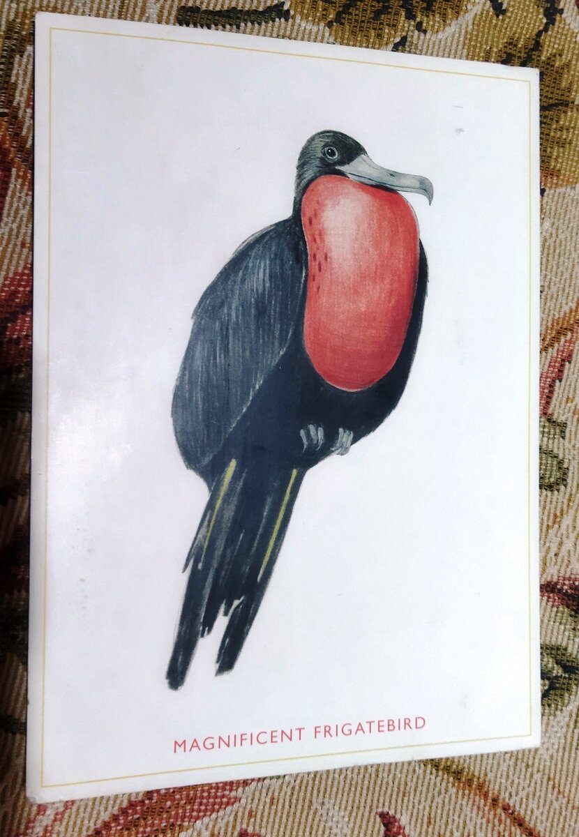 Великолепная птица-фрегат — красивый и страшный хищник. Отправлена 13 октября 2017 года, в солнечный день. Листайте, чтобы увидеть марки.