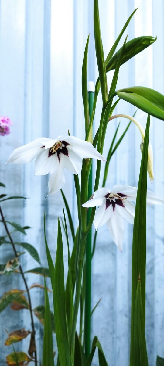 Вот так ближе, в принципе симпатичные, нежные... А может и ничего?