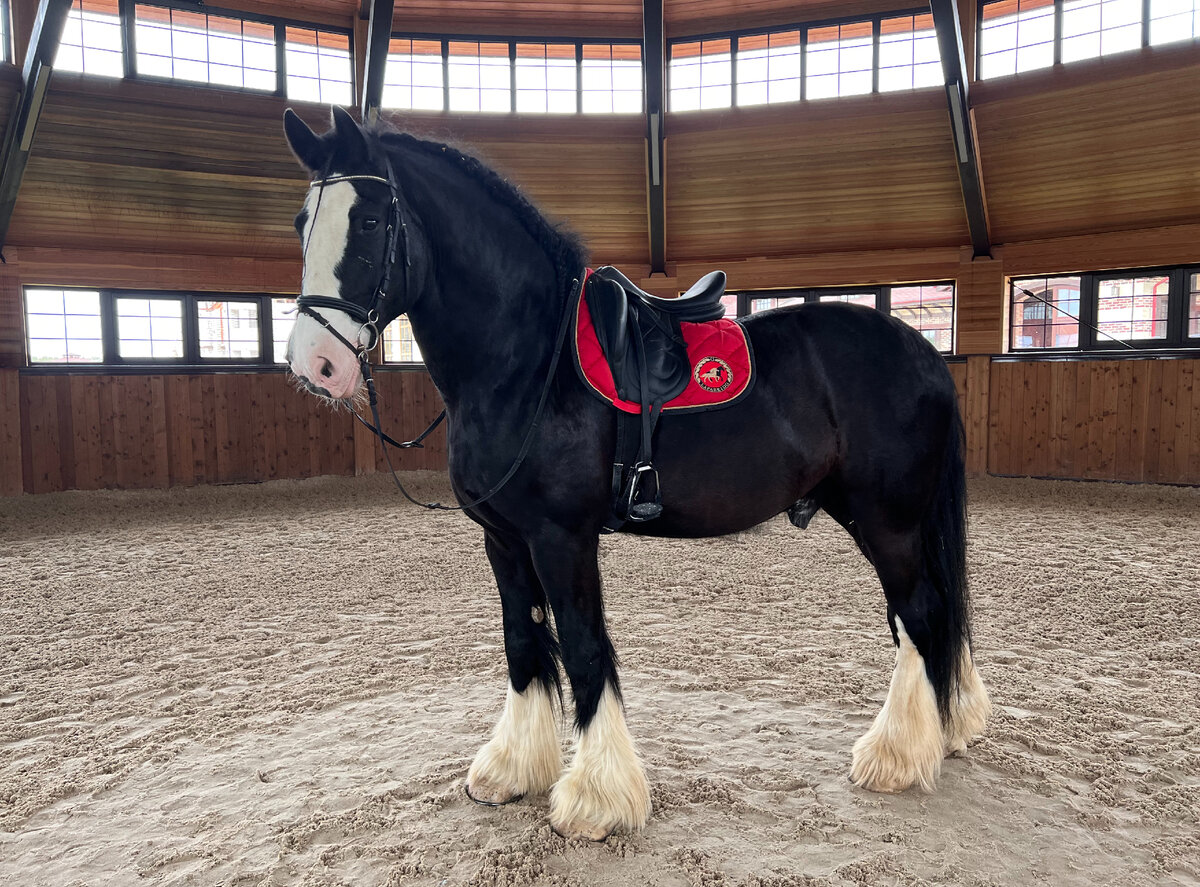 Седло, с которым мы занимались изначально, потрясающей фирмы Antares