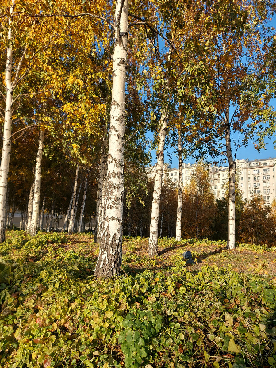 Березовая роща ульяновск
