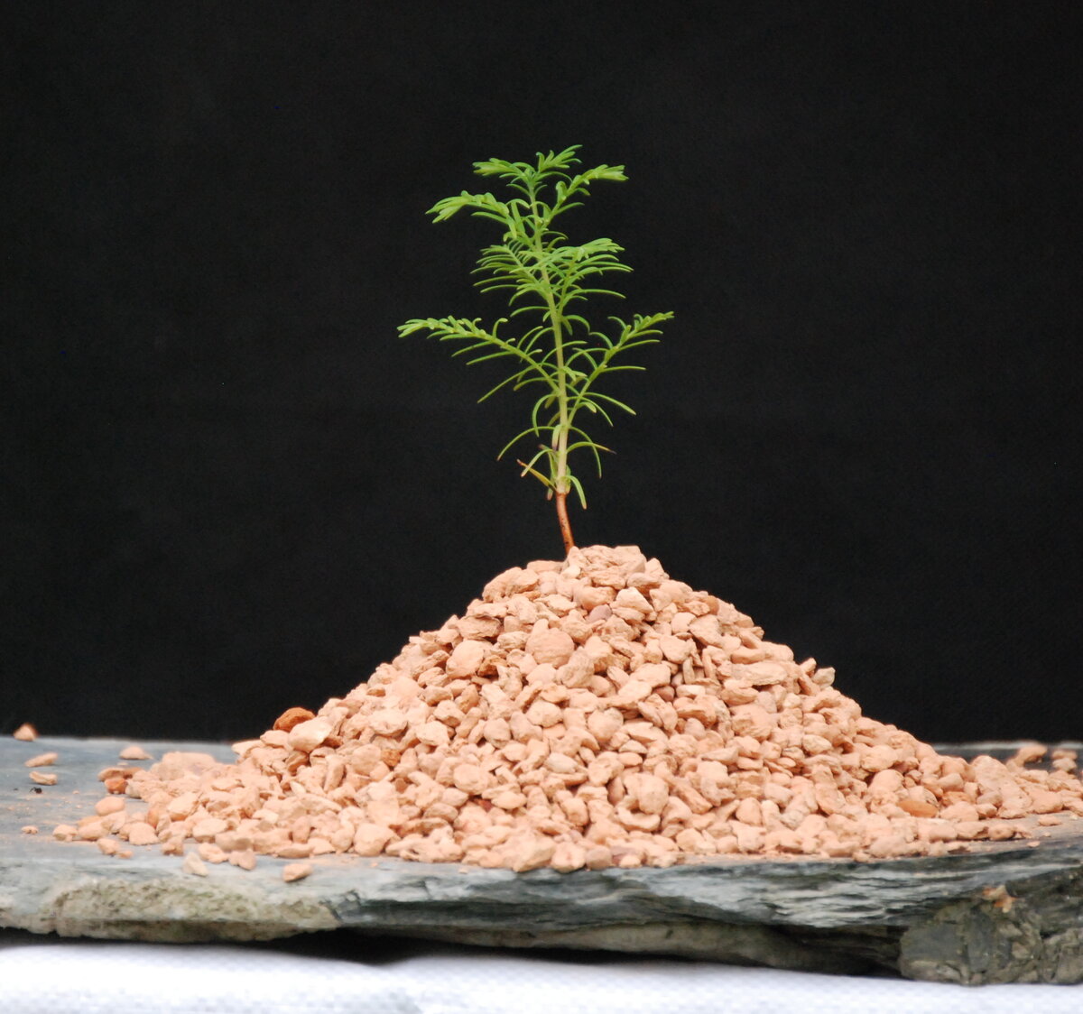 Горочка диатомита