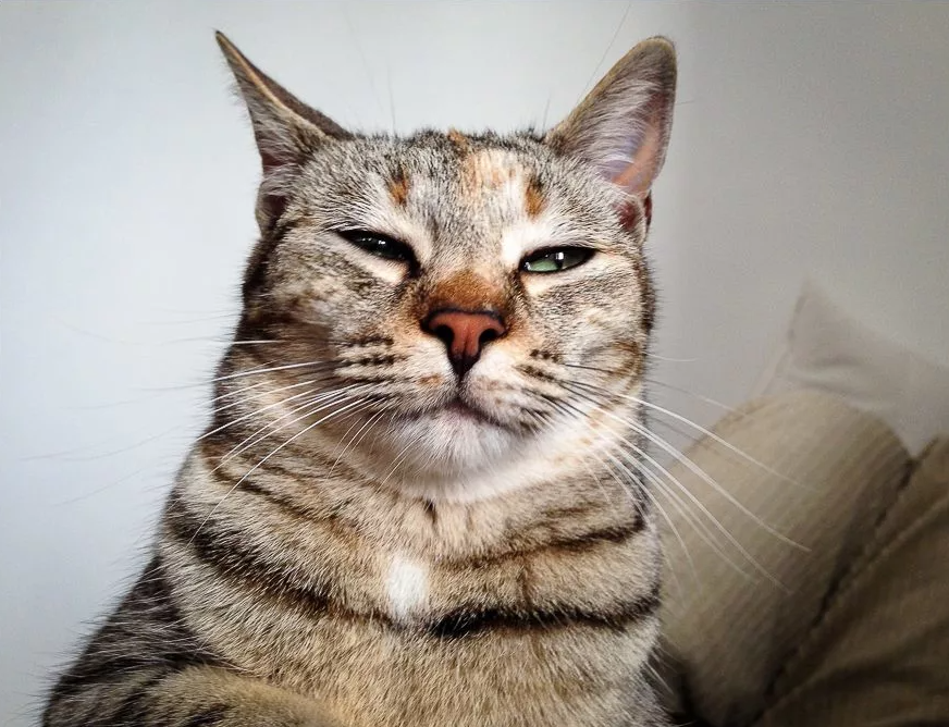 яндекс фото