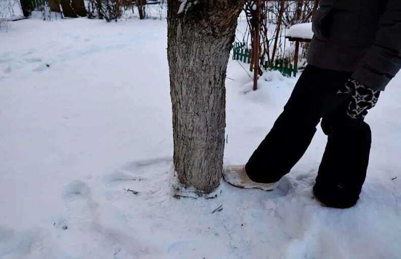 Такое  мероприятие приносит больше вреда дереву, чем пользу