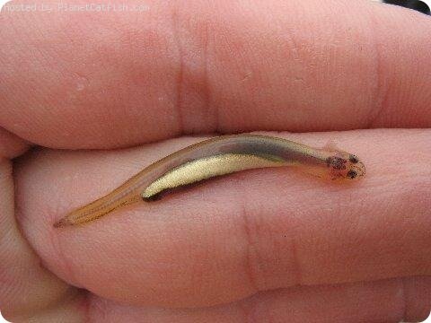 РЫБА КАНДИРУ