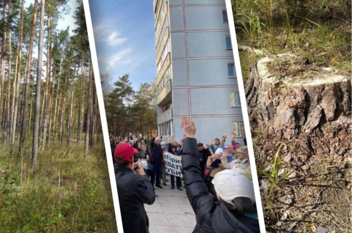    Скандал с вырубкой сосен в Новосибирске начался еще в 90-х