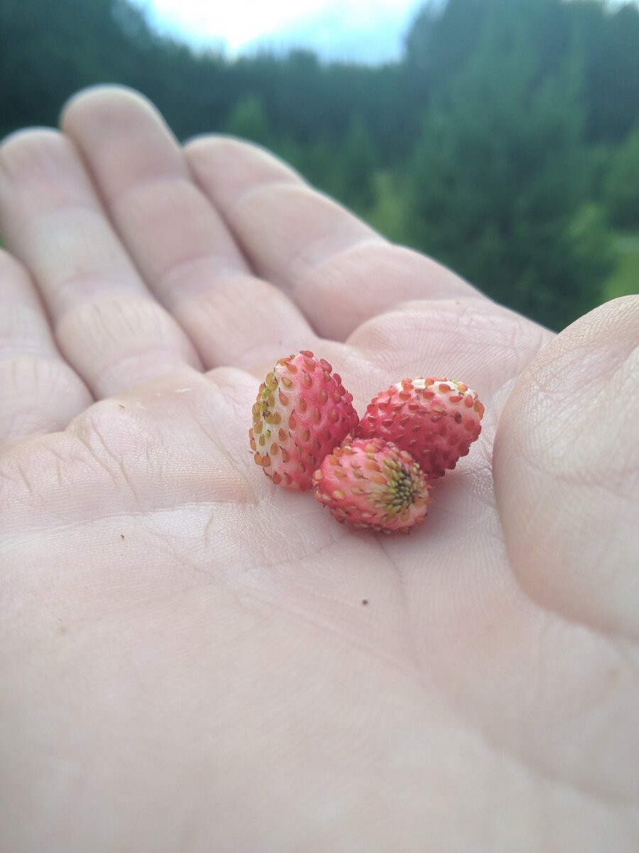 Три лесные ягоды на ладони