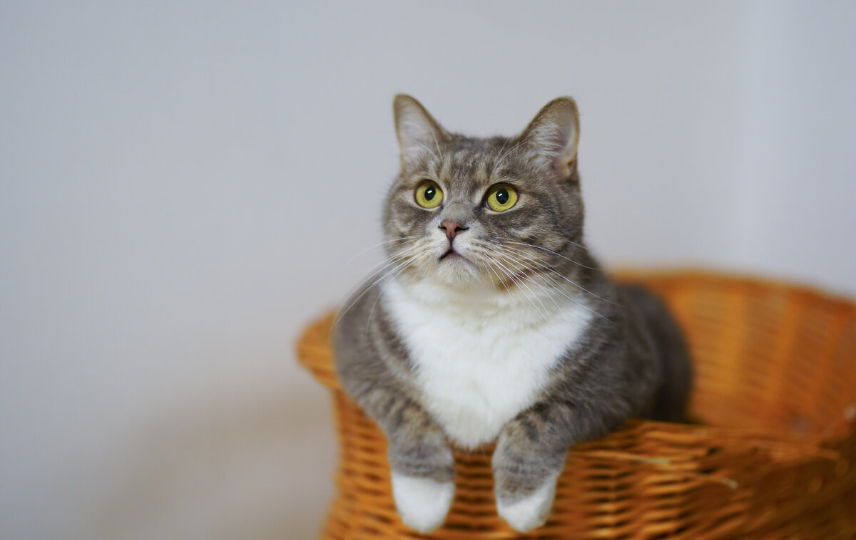 Фото автора Cats Coming: Pexels