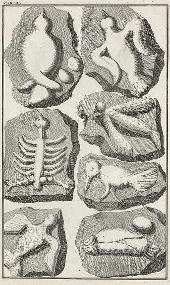 Иллюстрации из книги Берингера