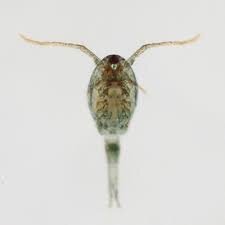 Циклоп под микроскопом (увеличение в 40 раз)