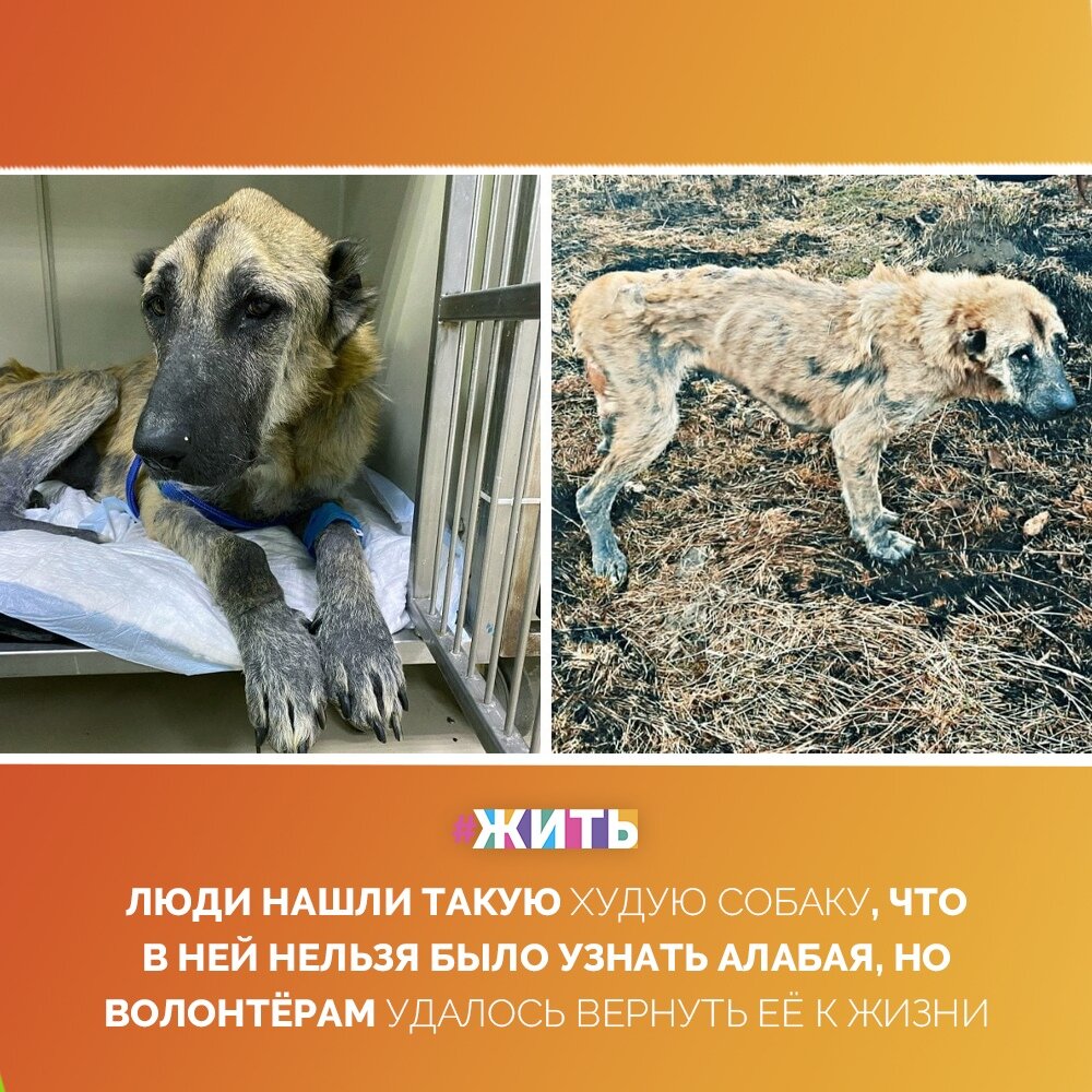 Благодаря волонтёрам, многих собак удаётся спасти с улиц и дать им шанс на нормальную жизнь☝ 
Так, в марте в Нальчике люди обнаружили собаку, в которой сложно было узнать алабая — настолько она была истощена. Ради спасения, её даже пришлось перевезти в Москву😌

Такие меры не прошли даром - сейчас животное уже ищет себе нового хозяина🐶

Спасибо добрым людям🤲

#жить #проектжить #добро #добрыедела