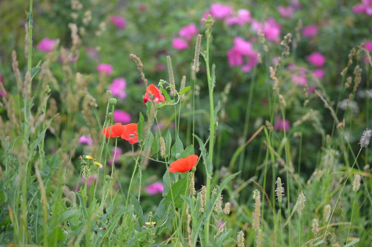 Разнотравье. Фото автора