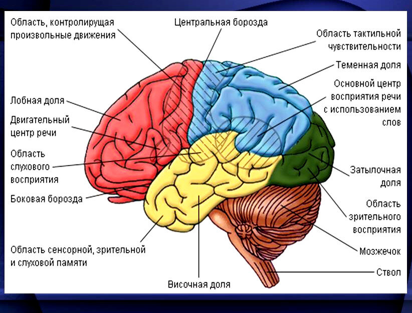 Структура головного мозга