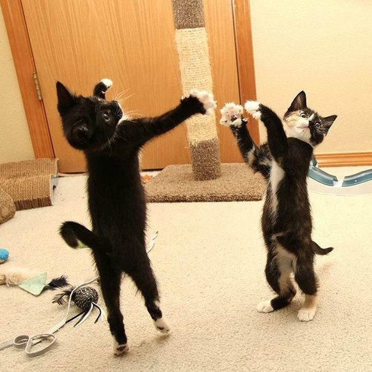 Коты танцуют до утра.