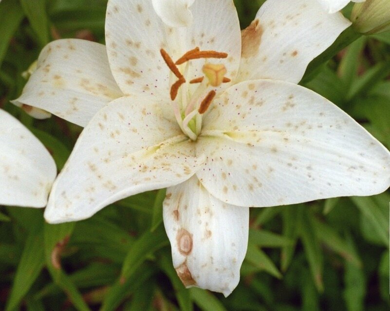 Знакомьтесь -ботритис