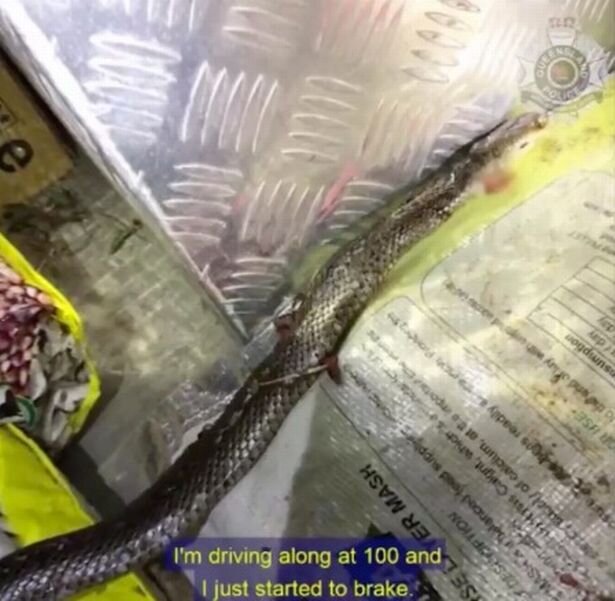 Агрессивная змея 