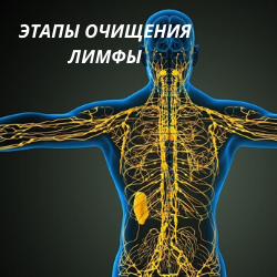 фото лимфатической системы