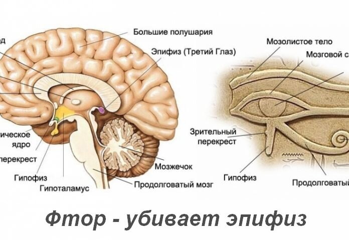 БОЛЬШОЙ ОБМАН АССОЦИАЦИИ СТОМАТОЛОГОВ