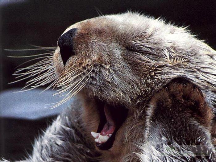 [caption id="attachment_339764" align="aligncenter" width="700"] Калан. Фото:wildfrontier.ru[/caption]