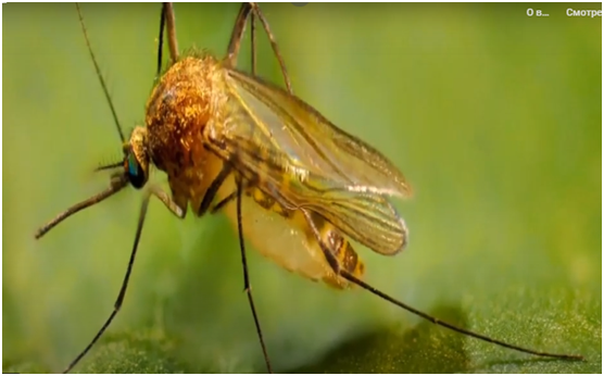 У этих особей жалит только самка.