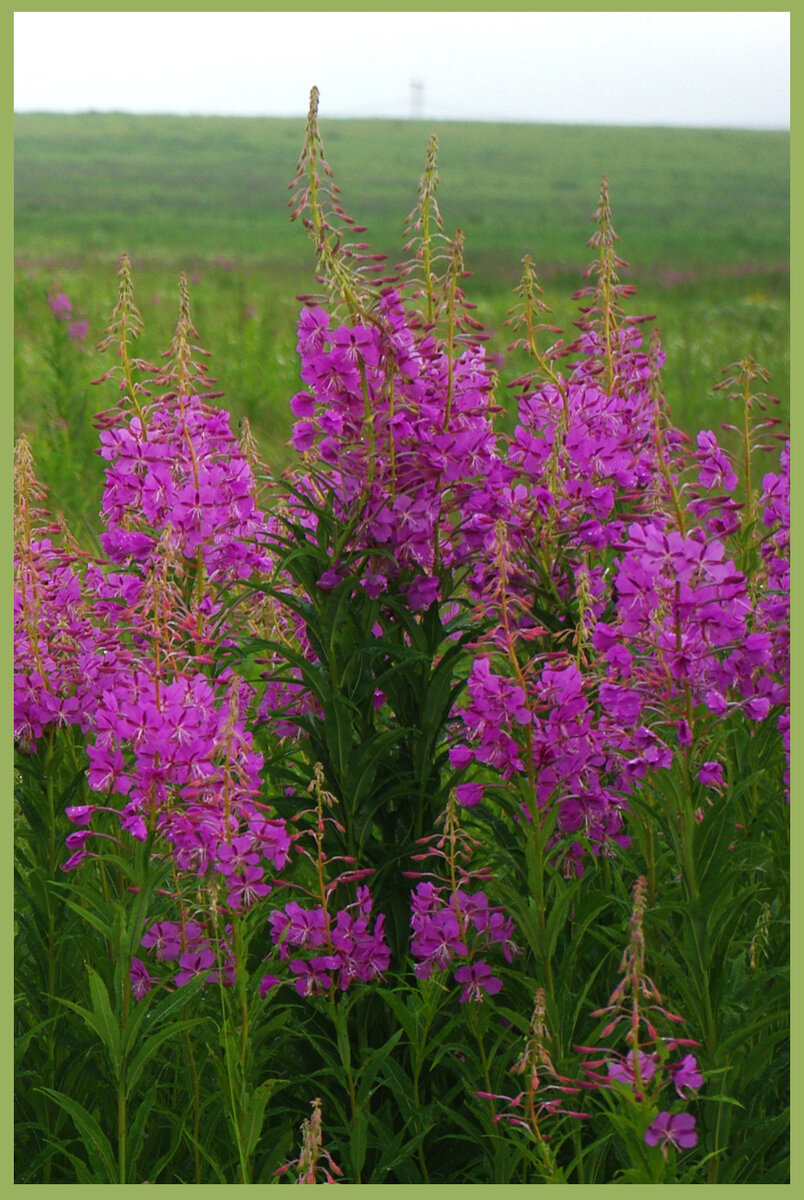 Это кипрей узколистный. Он же волшебный Иван-чай.