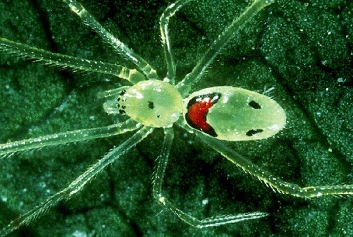 Theridion grallator 