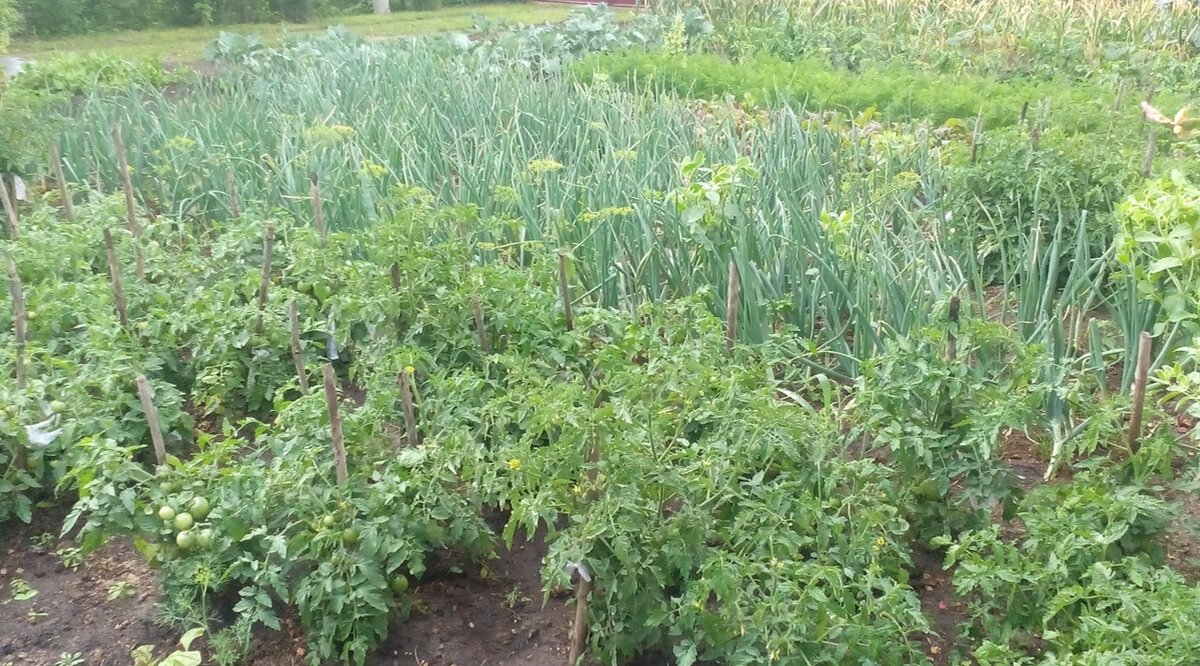 На моем огороде нет слизней. Фото автора