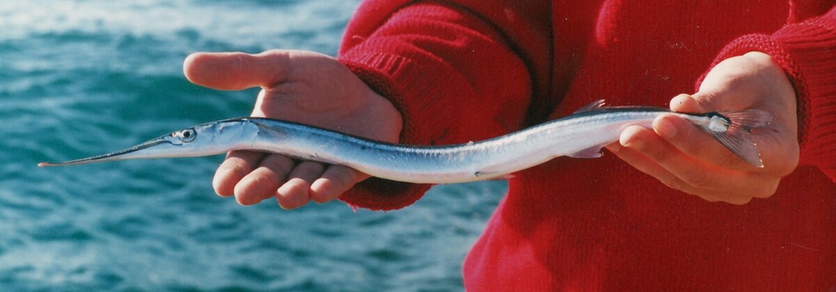 Рыба в Ялте: популярные виды и рыбалка
