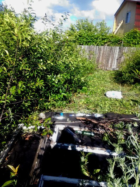 Два года назад было очищено от зарослей