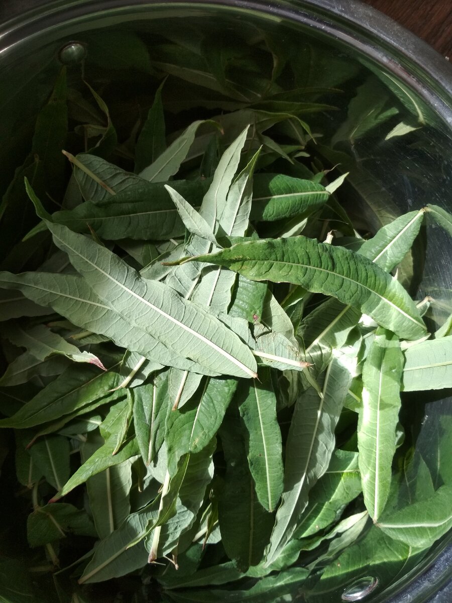 Иван чай листья фото