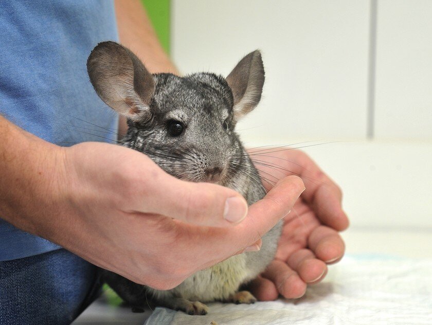 Фото: https://www.vetdrug.ru/shinshilla?yclid=4246997342027819128