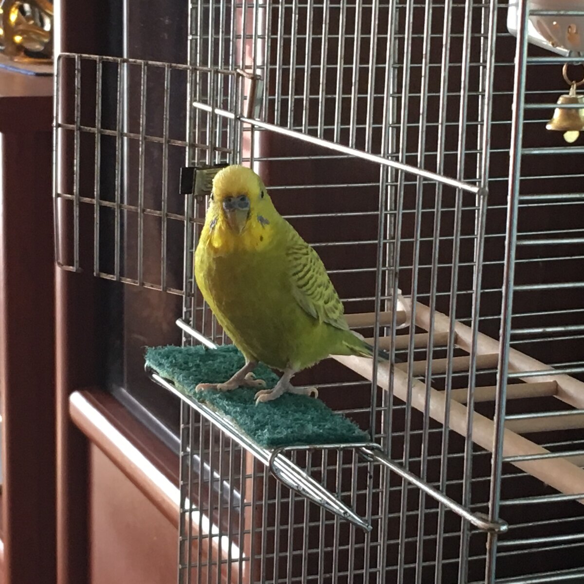 Попугай корелла. Попугая по 2000 рублей. Canary - канарейка. Попугаи , канарейки и амадины. Канарейка это попугай.