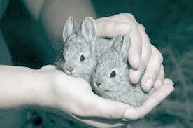 айдахский кролик 