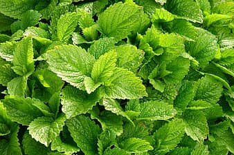 Кусты мелиссы к тому же очень приятно пахнут.