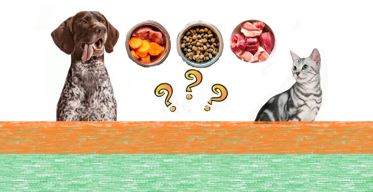 Фрукты и овощи для собак. Овощи для собак. Котик с едой. Диетология животные. Иконки здоровое питание собаки.