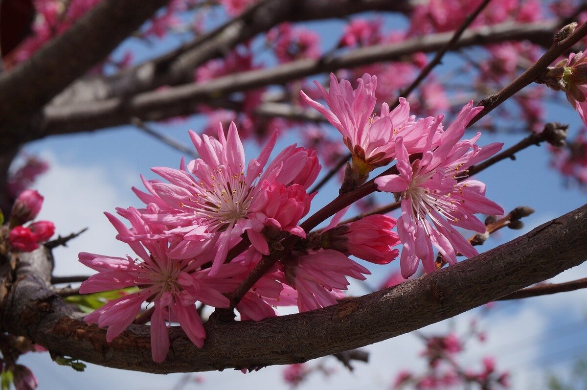 Цветущая сакура песня. Spring Sample photo.