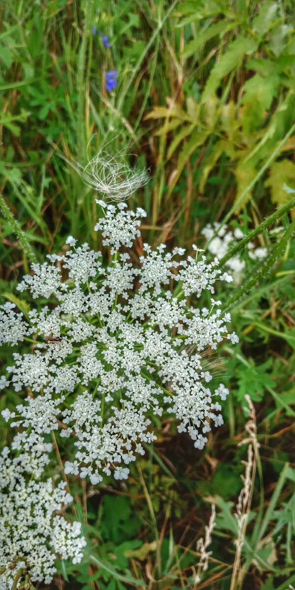 Морковь дикая -Daucus carota