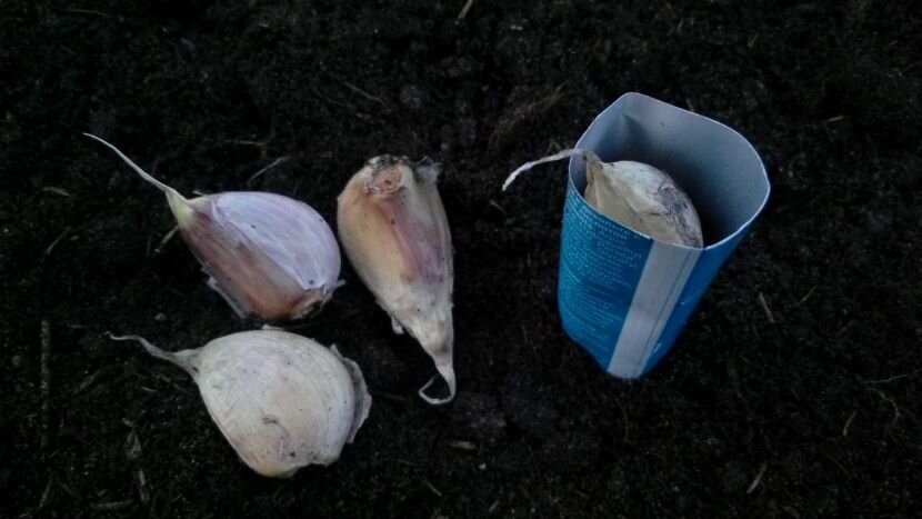 Сажаем чеснок в трубочку. Фото автора