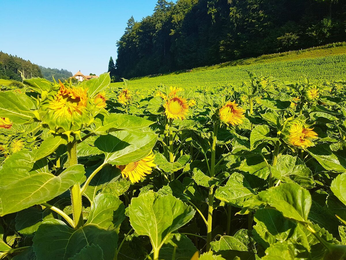 Швейцария, Берн