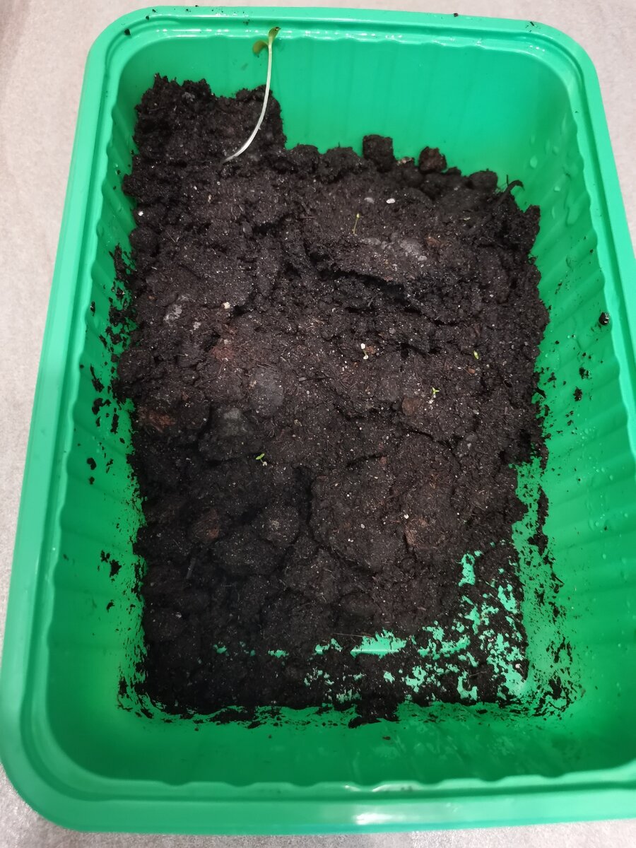 Вот что я обнаружила, когда сняла пакет с лоточка...