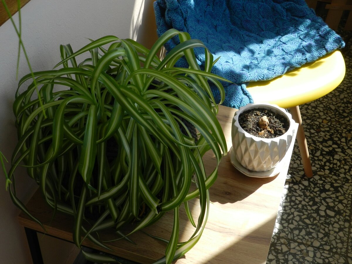 Горшок с посаженным имбирем. Фото автора