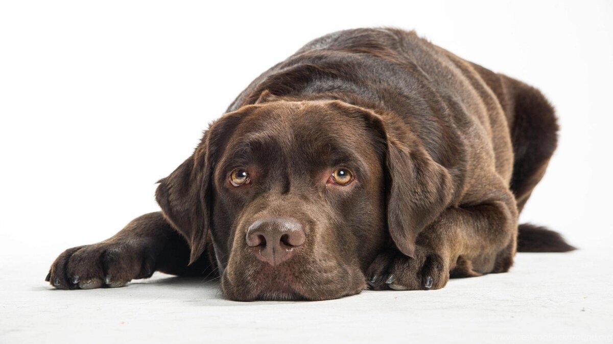 Яндекс картинки desktopbackground.org