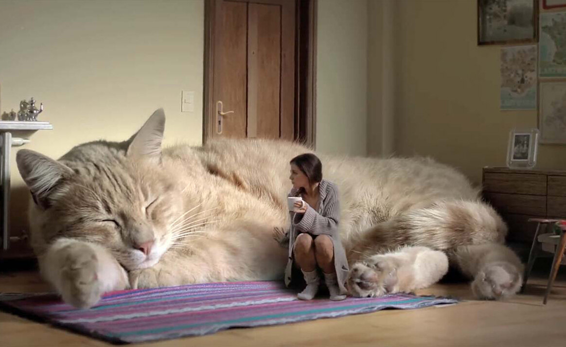 Заведите котика, большого и теплого — морозным вечером точно не замерзнете.