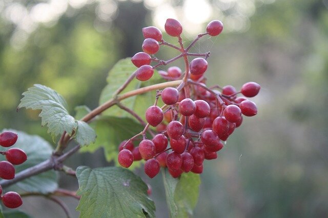 фото: https://pixabay.com/