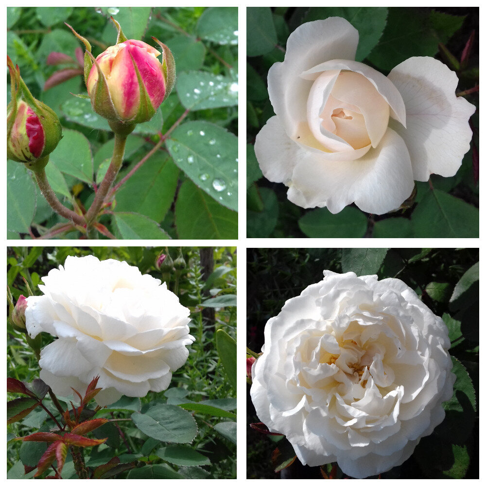 Winchester Cathedral,  Austin Великобритания, 1988г.,  Английские розы